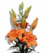 Оранжев Лилиум (Lilium)