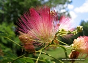 Албиция (Albizia julibrissin)