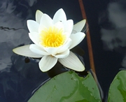 Водна лилия, бяла (Nymphaea alba)