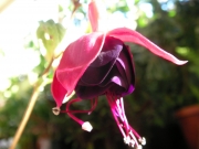 Обичка, Фуксия (Fuchsia)