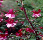 Обичка, Фуксия (Fuchsia Prosperity)