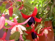 Обичка, Фуксия, каскадна, кошница (Fuchsia)