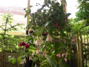 Обичка, Фуксия, каскадна, кошница (Fuchsia)