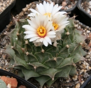 Обрегониа (Obregonia denegrii)