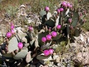Опунция базиларис (Opuntia basilaris var. whitneyana)