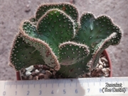 Опунция кристата (Opuntia cristata)