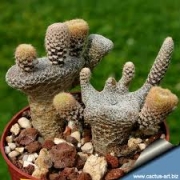Опунция (Opuntia clavaroides Maihueniopsis claverioides)