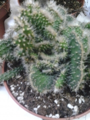 Опунция (Opuntia cristata)