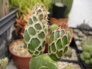Опунция (Opuntia zebrina reticulata, OPUNTIA spec. cv. Cobra)