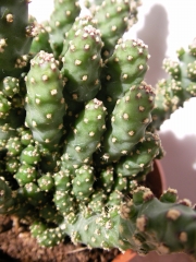 Опунция туна (Opuntia tuna)