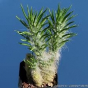 Опунция вестита (Opuntia vestita)
