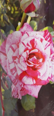 Оранжева роза с бели шарки (Rose)
