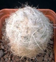 Ореоцереус (Oreocereus trollii)