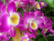 Орхидея дендробиум (Orchidaceae Dendrobium)