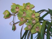 Орхидея Цимбидиум (Cymbidium)