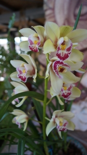 Орхидея Цимбидиум (Orchid Cymbidium)