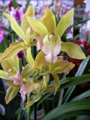 Орхидея Цимбидиум (Orchid Cymbidium)