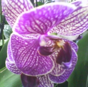Орхидея Фаленопсис (Orchidaceae Phalaenopsis)