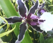 Орхидея Камбрия (Orchidaceae Cambria Orchid)