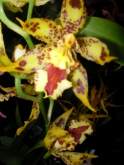 Орхидея Камбрия (Orchidaceae Cambria Orchid)