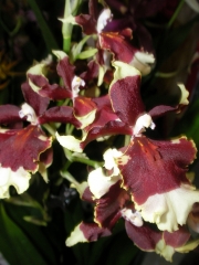 Орхидея Камбрия (Orchidaceae Cambria Orchid)