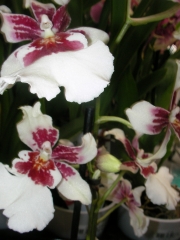 Орхидея Камбрия (Orchidaceae Cambria Orchid)