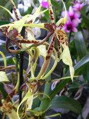 Орхидея (Orchid)