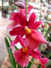 Орхидея (Orchidaceae)