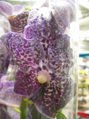 Орхидея Ванда (Orchid Vanda)