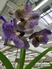 Орхидея Ванда (Orchid Vanda)