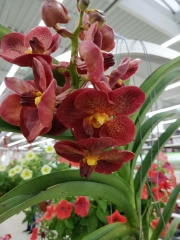 Орхидея Ванда (Orchid Vanda)