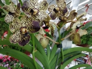 Орхидея Ванда (Orchid Vanda)