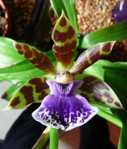 Орхидея Зигопеталум (Zygopetalum Rhein Blue)