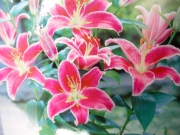 Ориенталски лилиум (Lilium Oriental, Showwinner)