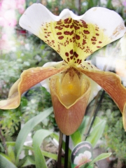 Пафиопедилум, Венерина пантофка (Paphiopedilum)