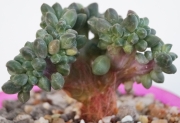 Пахифитум компактум кристата (Pachyphytum compactum cristata)