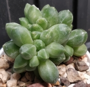 Пахифитум компактум кристата (Pachyphytum compactum cristata)