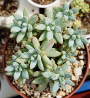 Пахифитум лонгифолиум (Pachyphytum BREVIFOLIUM, Pachyphytum longifolium)