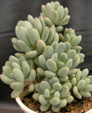 Пахифитум (Pachyphytum clavifolia)