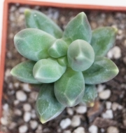 Пахифитум (Pachyphytum compactum)