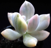 Пахифитум (Pachyphytum Gekkabijin-nishiki 【月花美人錦】パキフィツム)