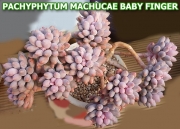 Пахифитум (Pachyphytum Machucae baby finger Ray s comfit)