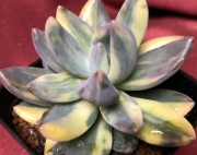 Пахифитум (Pachyphytum Shireiden-nishiki 多肉植物 紫麗殿錦)