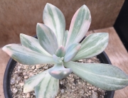 Пахиверия (Pachyveria Pachyphytodies variegated 예쁜 석연화금)