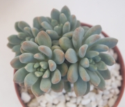 Пахиверия (Pachyveria sp)