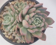 Пахиверия (Pachyveria sp)