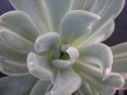 Пахиверия вариегата (Pachyveria Albocarinata variegata variegated)