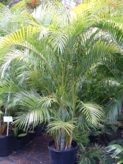 Палма Арека (Areca)