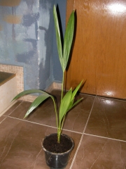 Палма Кенция (Kentia Palm)