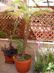 Палма (Palm)